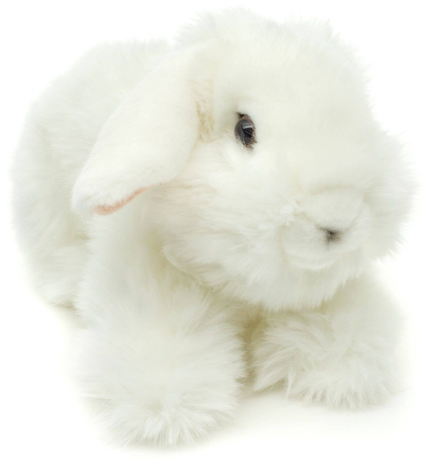 Lionhead Rabbit, White.