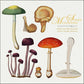 Flora Danica Mushrooms, Square Card Folder, 8 Double Cards & Envelopes, 15×15 cm, Gold Print