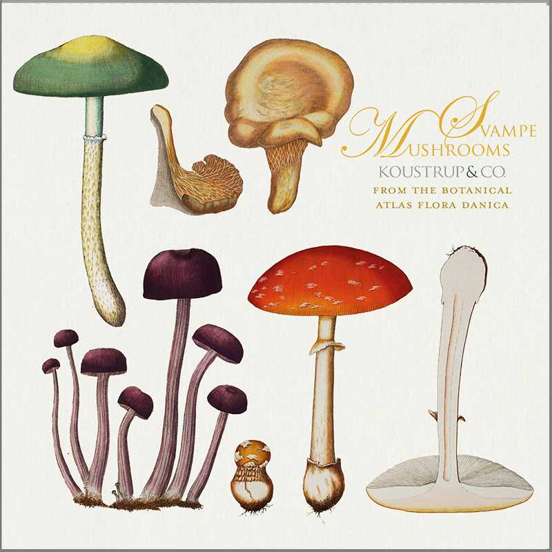 Flora Danica Mushrooms, Square Card Folder, 8 Double Cards & Envelopes, 15×15 cm, Gold Print