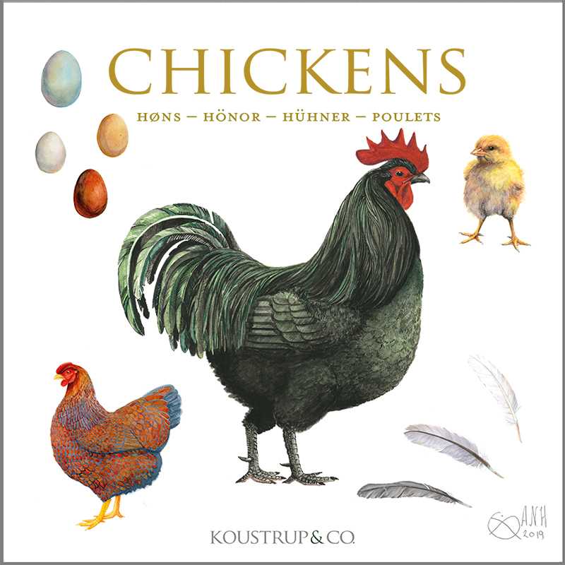 Chickens, Square Card Folder, 8 Cards & Envelopes, 15×15 cm