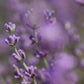 Aromatherapy Eye Pillow | French Lavender: Silk Cover