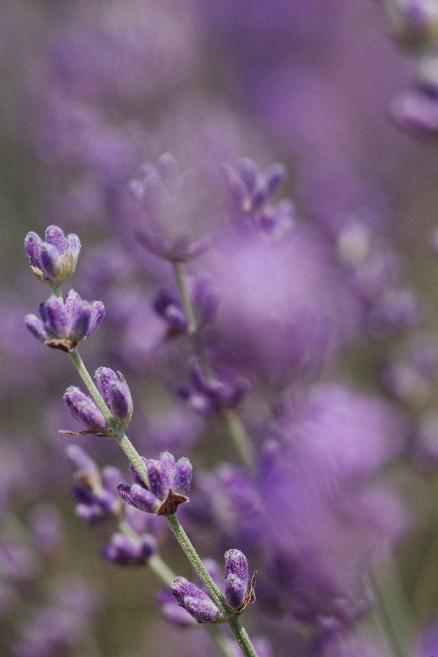 Aromatherapy Eye Pillow | French Lavender: Silk Cover