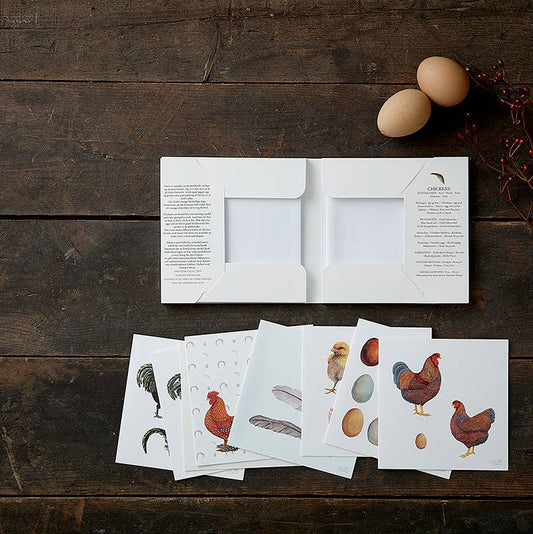 Chickens, Square Card Folder, 8 Cards & Envelopes, 15×15 cm