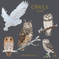 Owls, Square Card Folder, 8 Double Cards & Envelopes, Gold Print, FSC Paper
