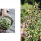 Living with Herbs