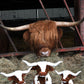 Texas Longhorn Highland Cream Brown Cow Plush Toy, 18cm