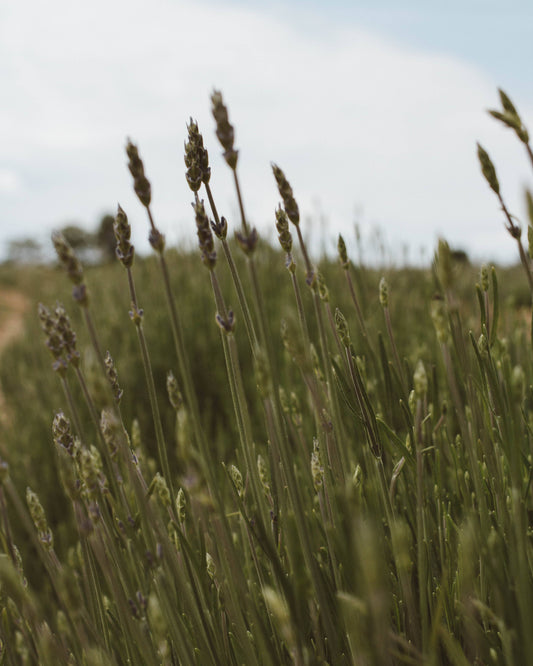 Calming Lavender Water Facial Mist