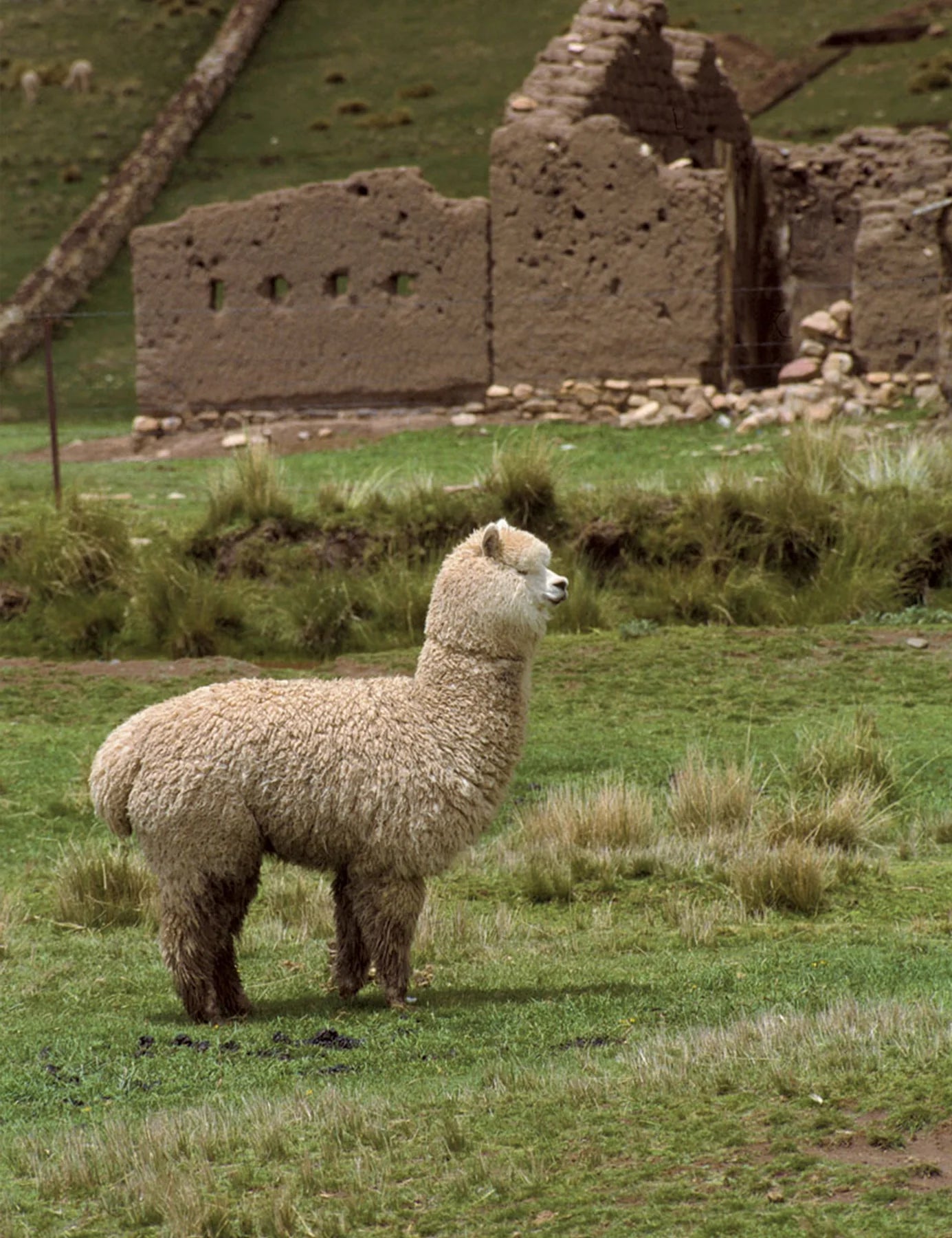 Alpaca Teddy, Lama, Elvang, Fairtrade & Natural