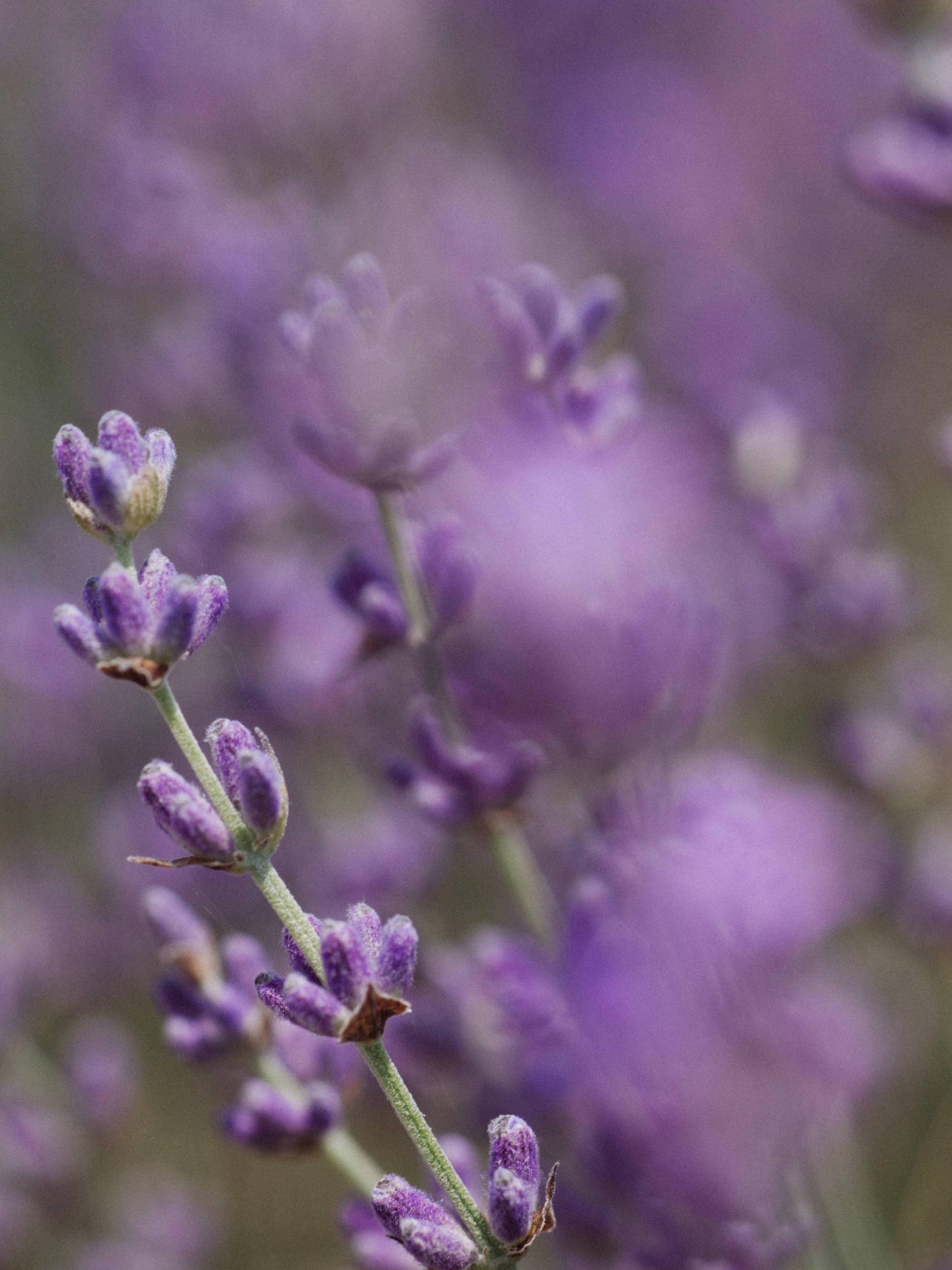 Aromatherapy Eye Pillow | French LavenderSilk Cover