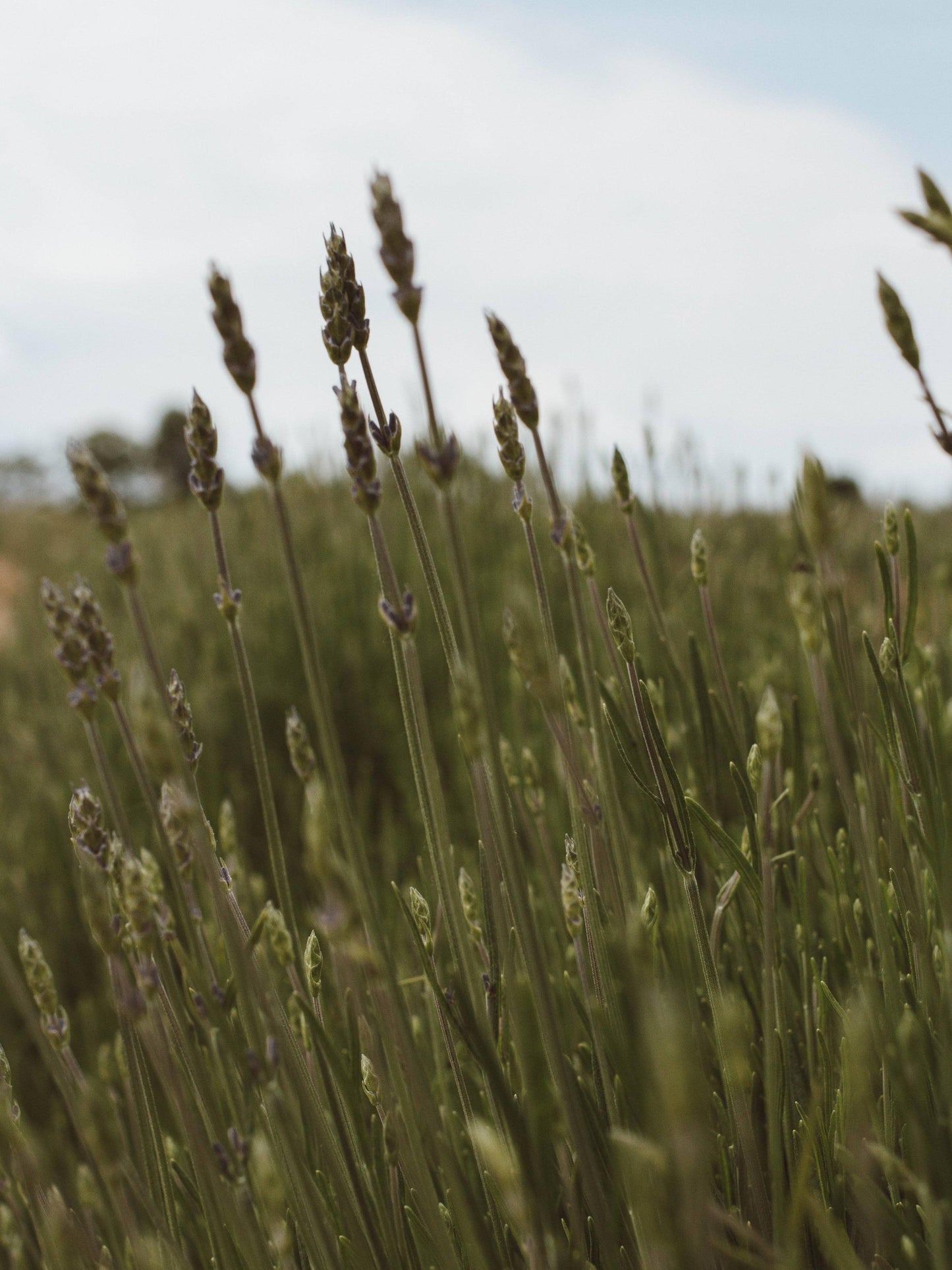 Calming Lavender Water Facial Mist