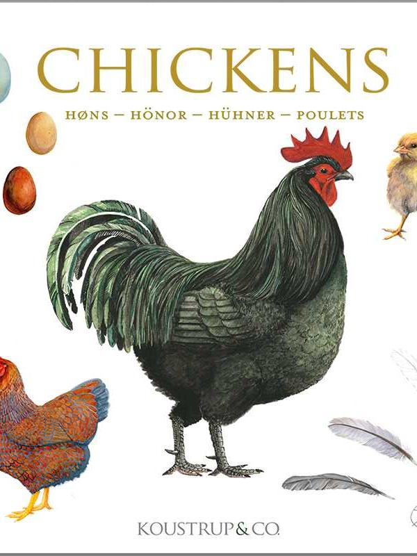 Chickens, Square Card Folder, 8 Cards & Envelopes, 15×15 cm