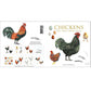 Chickens, Square Card Folder, 8 Cards & Envelopes, 15×15 cm