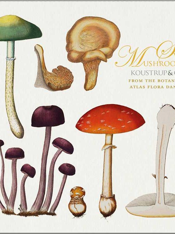 Flora Danica Mushrooms, Square Card Folder, 8 Double Cards & Envelopes, 15×15 cm, Gold Print