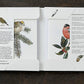 Garden Birds in Winter, 8 Double Cards & Envelopes, FSC Paper