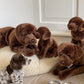 German Wirehaired Puppy, 30 cm, Realistic Plush Toy