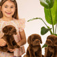 Labrador, Sitting Dark Brown, 25 cm