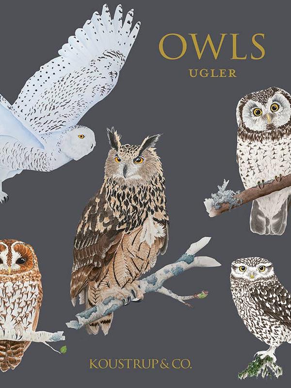 Owls, Square Card Folder, 8 Double Cards & Envelopes, Gold Print, FSC Paper