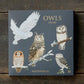 Owls, Square Card Folder, 8 Double Cards & Envelopes, Gold Print, FSC Paper