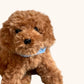 Teddy Hermann, Teddy Goldendoodle Dog, 30cm