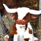 Texas Longhorn Highland Cream Large Brown Cow Soft Toy, 30cm